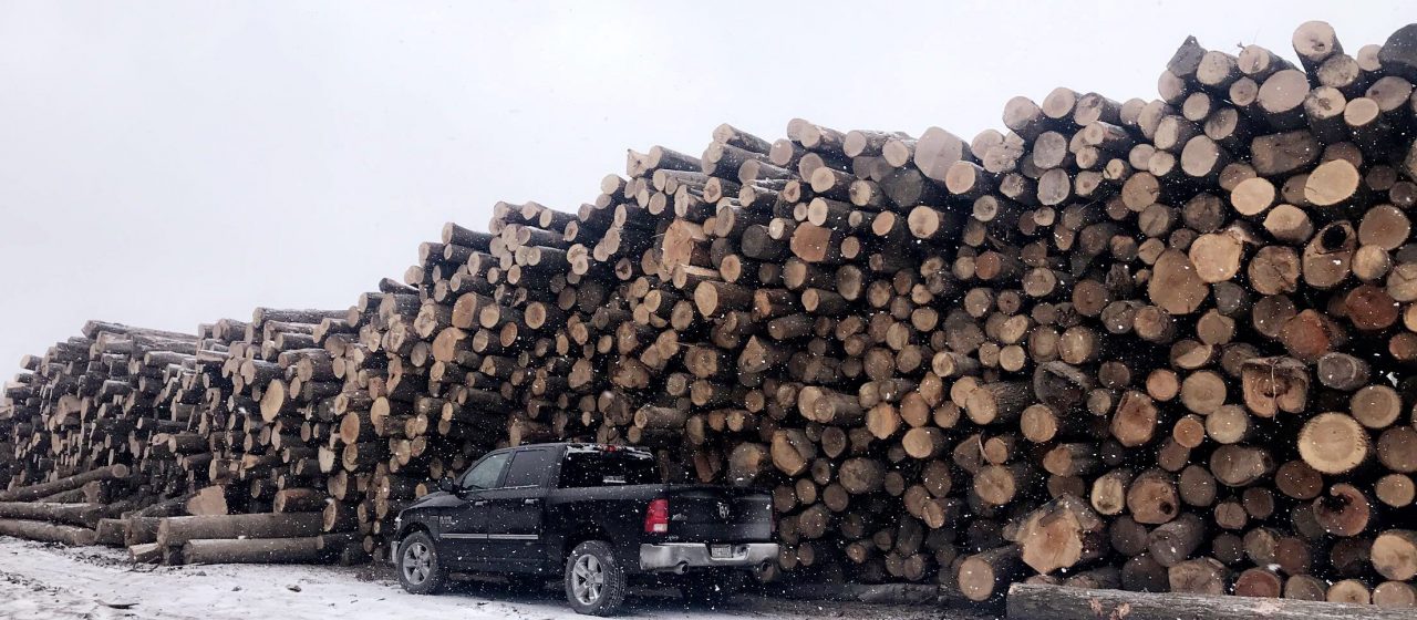 Buyers of Standing Timber in Western Pennsylvania & Eastern Ohio